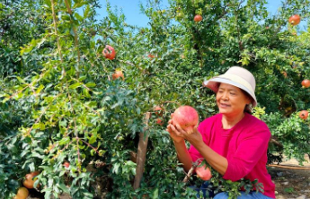 枣庄峄城区石榴种质资源达523份，居全国首位