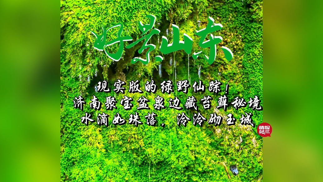 果然视频·好景山东|济南聚宝盆泉边藏苔藓秘境，现实版绿野仙踪