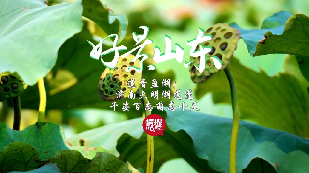 果然视频·好景山东|莲香盈湖！济南大明湖莲蓬千姿百态萌态十足