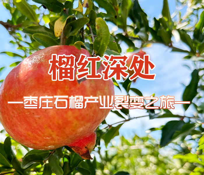 金秋时节，榴枝缀满红果，一派丰收盛景。两年来，枣庄全市上下牢记嘱托、实干笃行，以匠心深耕石榴产业，推动其在高质量发展赛道上稳步前行，结出串串 “致富果”“振兴果”。即日起，齐鲁晚报枣庄融媒中心开设《榴红深处——枣庄石榴产业裂变之旅》专题专栏。记者深入石榴种植基地的田间地头、深加工企业的生产车间、文旅融合项目的建设一线，全方位、多角度、深层次呈现枣庄石榴产业从 “枝头红” 到 “产业火” 的生动实践，解读产业发展背后的创新举措与显著成效。