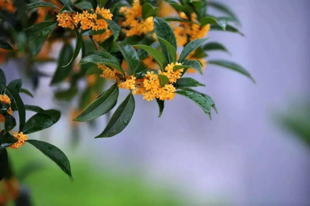 写作|外婆的桂花酿