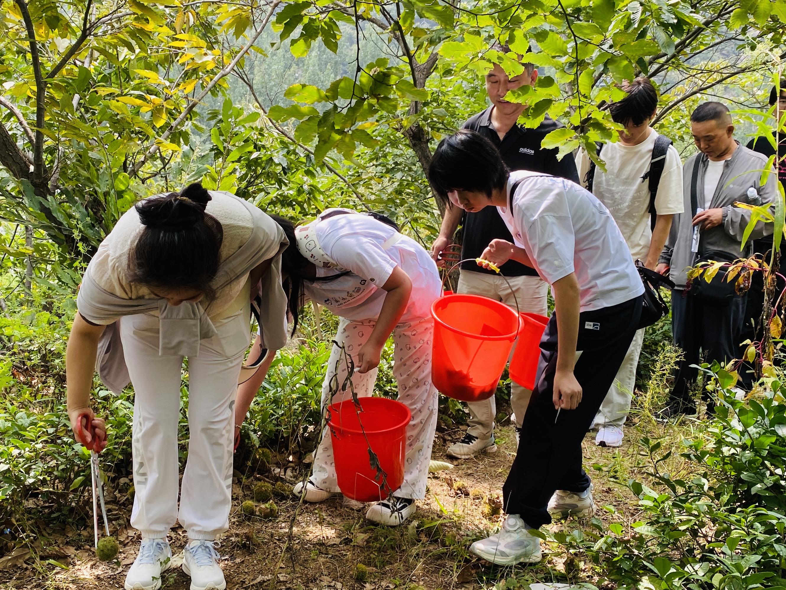 沂蒙山天蒙景区推出金秋板栗节，游客“获得感满满”