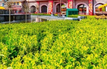 秋季花粉过敏，怎么应对？