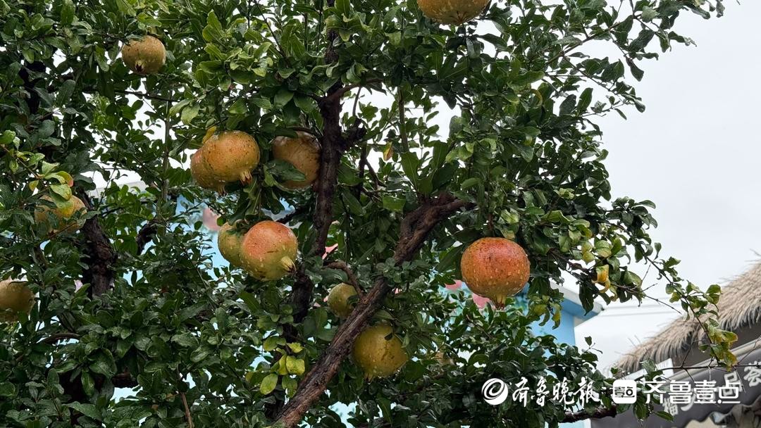 枣庄市薛城区深耕石榴深加工，酿出产业振兴“甜蜜”果