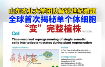 果然视频｜山东农业大学团队解锁世纪难题！全球首次揭秘单个体细胞“变”完整植株