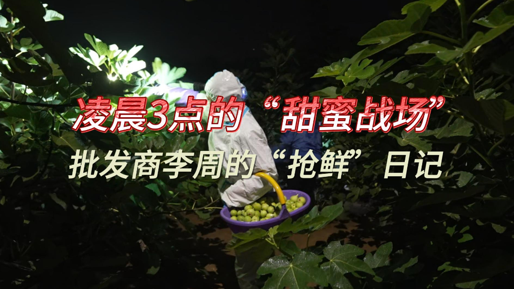 果然视频|凌晨3点的“甜蜜战场”，无花果批发商的“抢鲜”日记