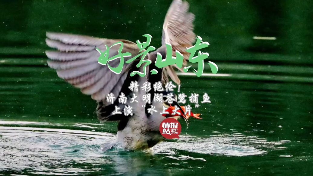 果然视频·好景山东|精彩绝伦！大明湖苍鹭捕鱼上演“水上大片”