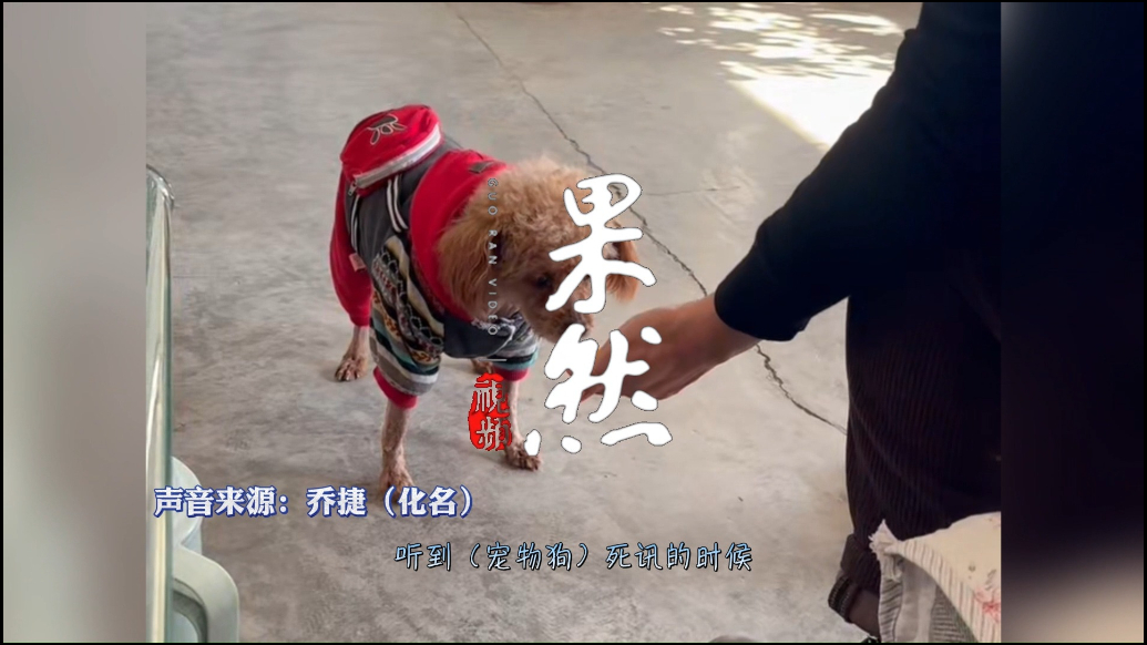 果然视频丨转行“毛孩子摆渡人”，被主人与宠物的治愈故事破防