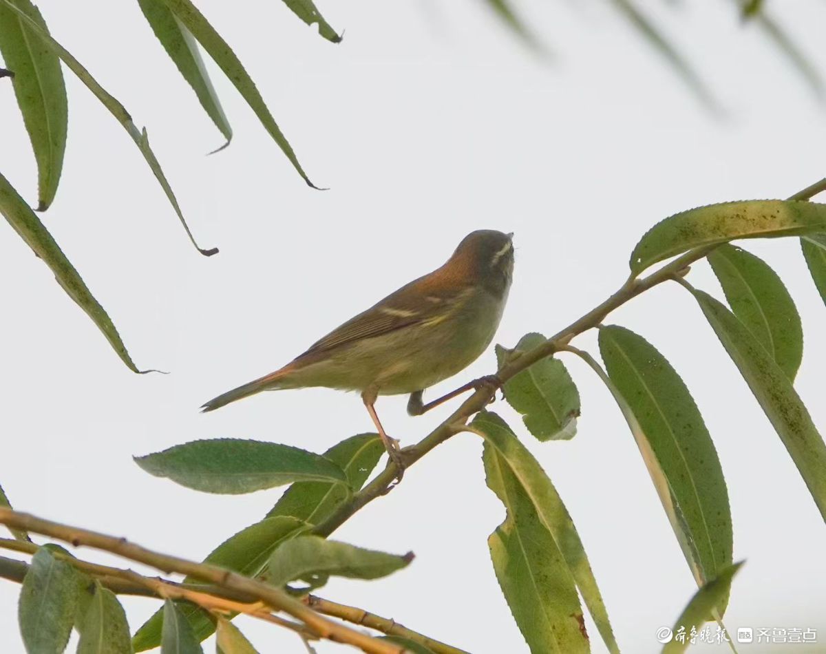 行摄华山——红尾伯劳与柳莺