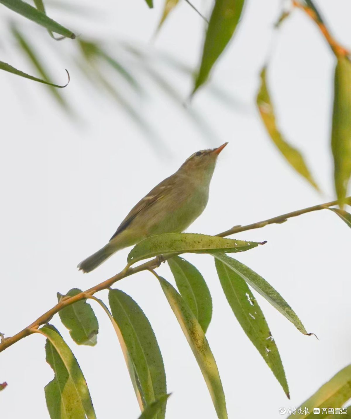 行摄华山——红尾伯劳与柳莺
