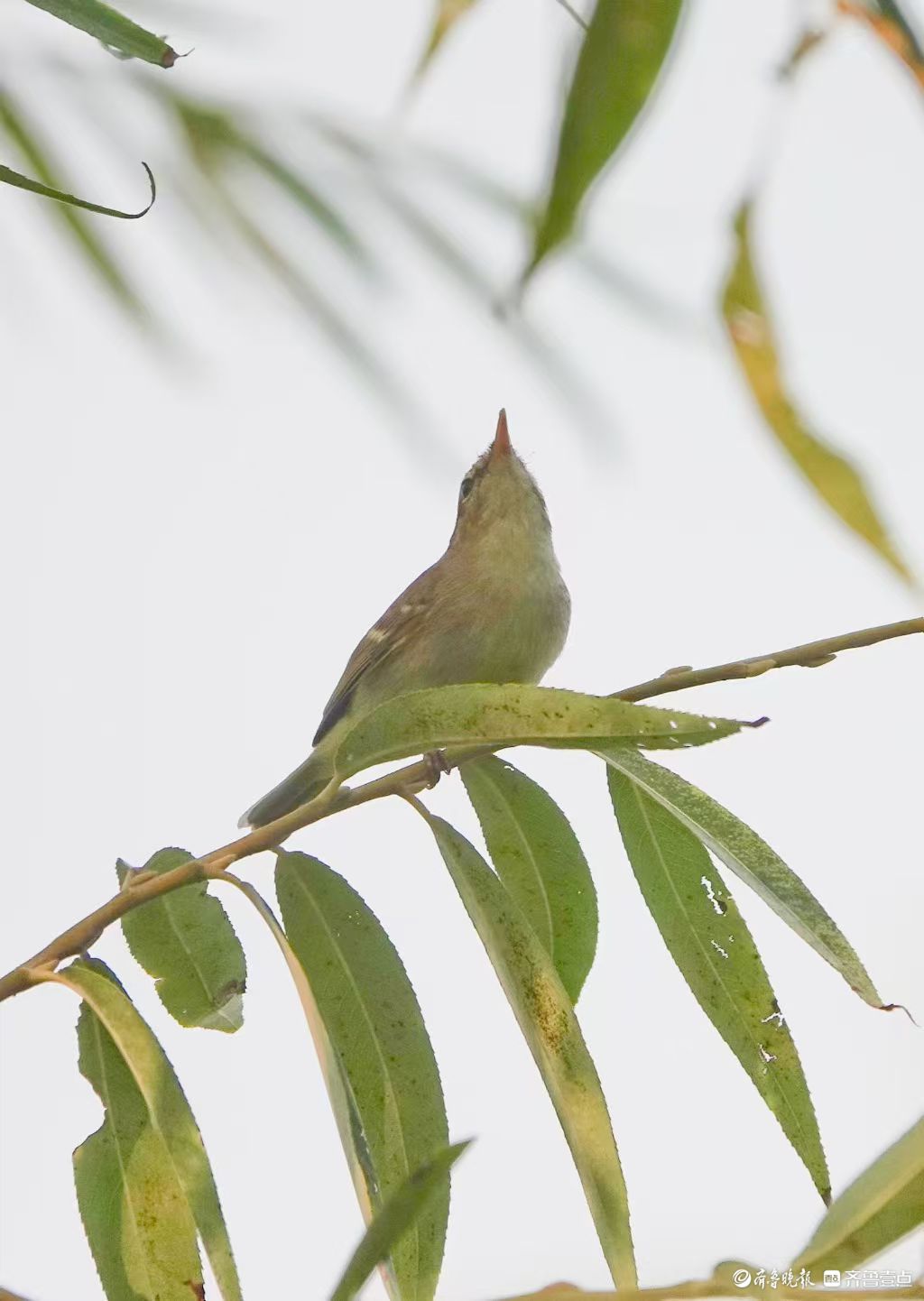 行摄华山——红尾伯劳与柳莺