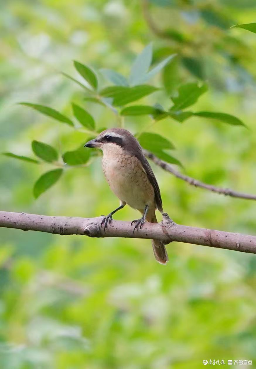 行摄华山——红尾伯劳与柳莺