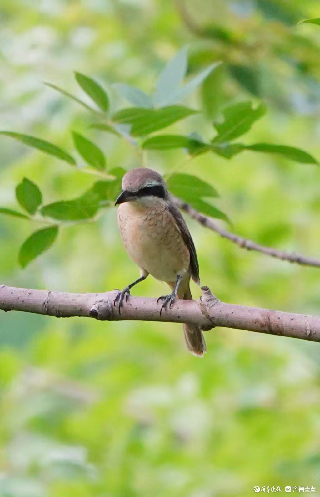 行摄华山——红尾伯劳与柳莺