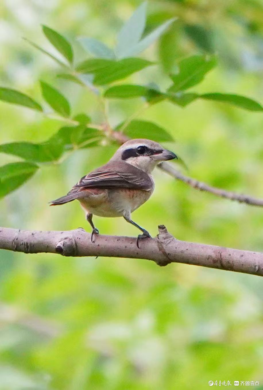 行摄华山——红尾伯劳与柳莺