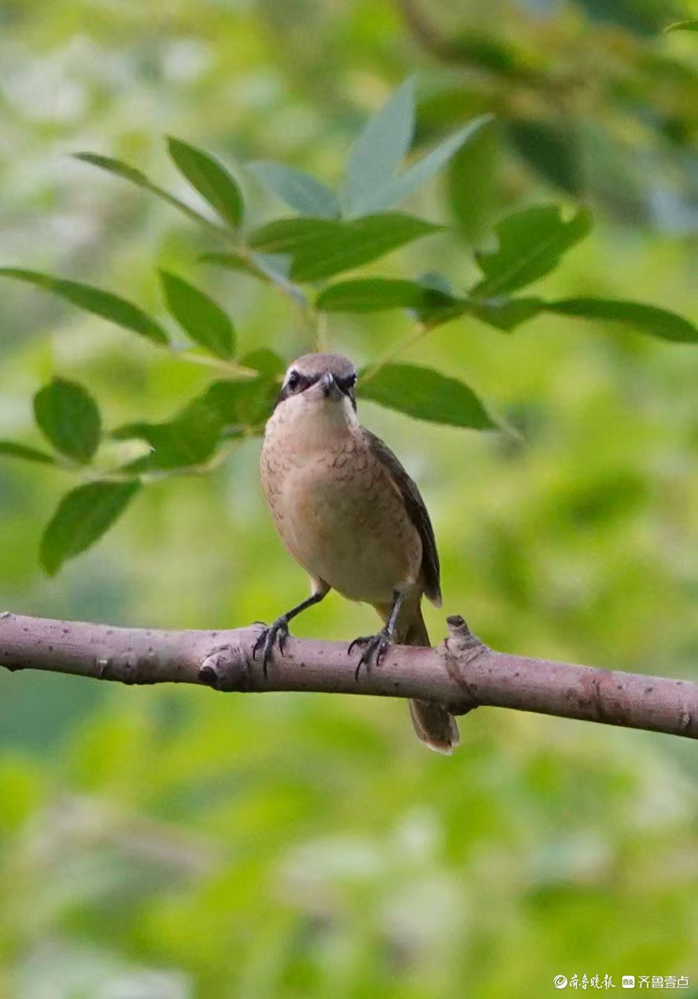 行摄华山——红尾伯劳与柳莺