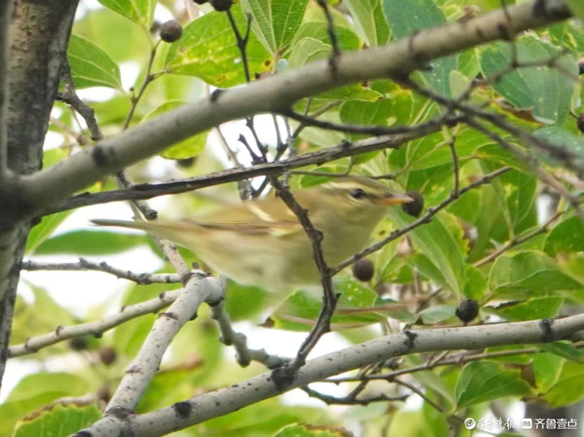 行摄华山——红尾伯劳与柳莺