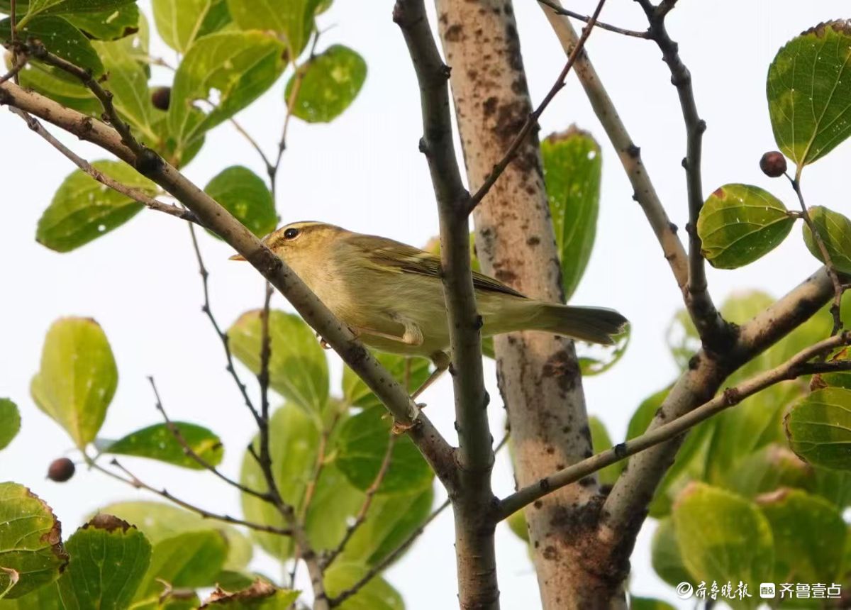 行摄华山——红尾伯劳与柳莺