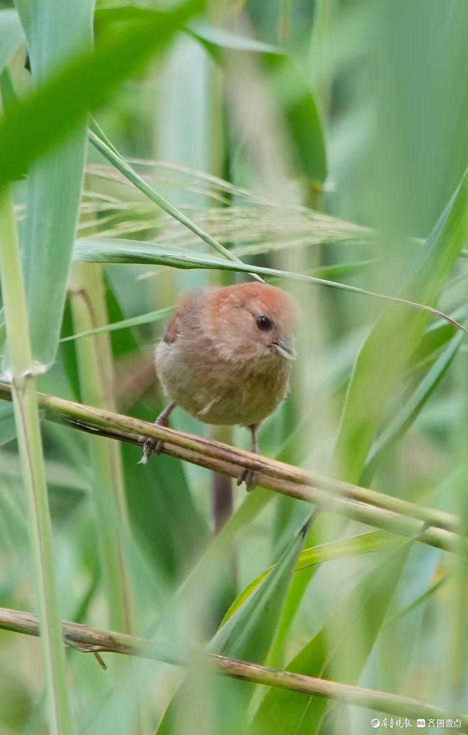行摄华山——棕头鸦雀