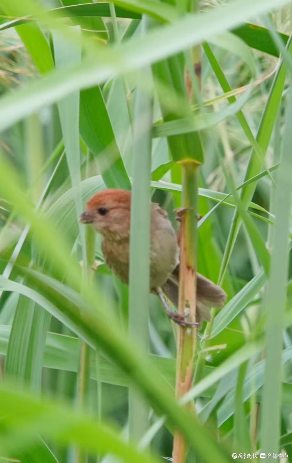 行摄华山——棕头鸦雀