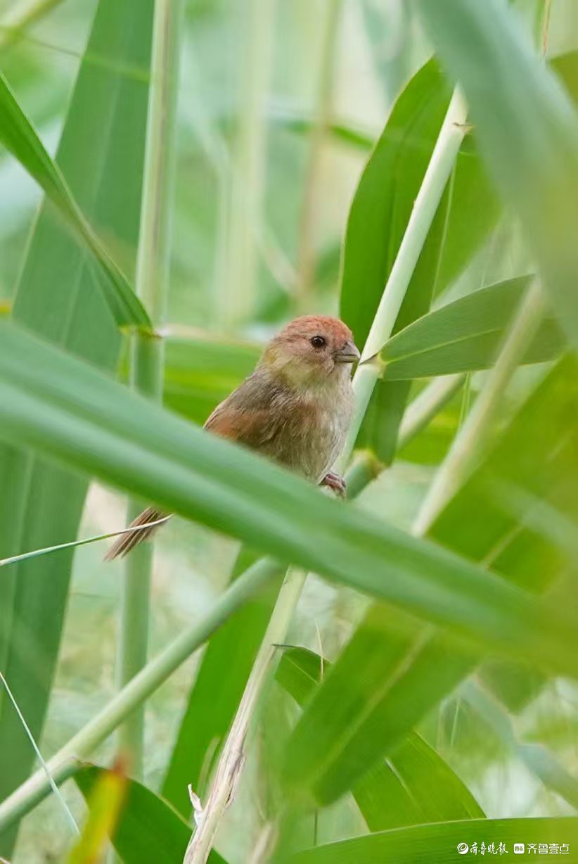行摄华山——棕头鸦雀