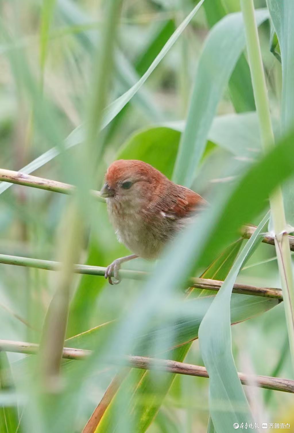 行摄华山——棕头鸦雀