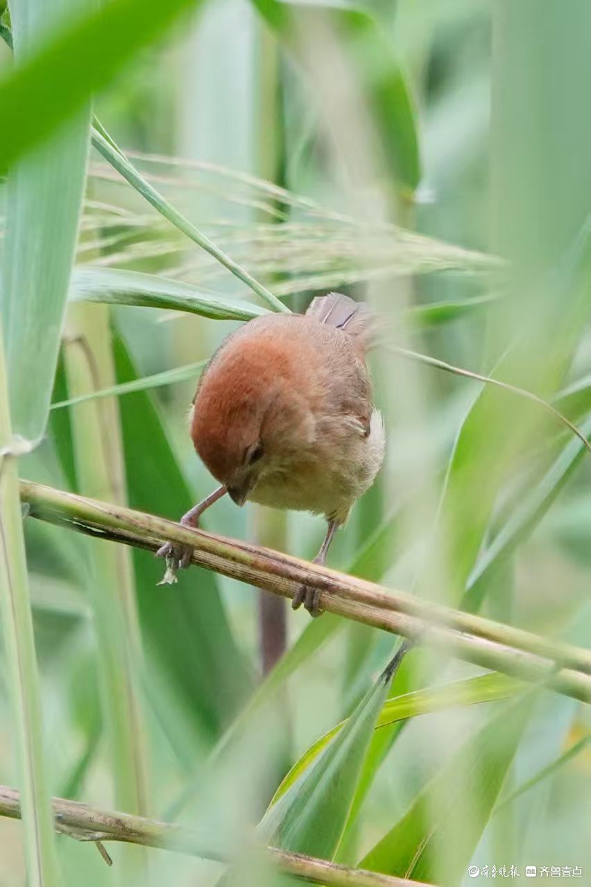 行摄华山——棕头鸦雀