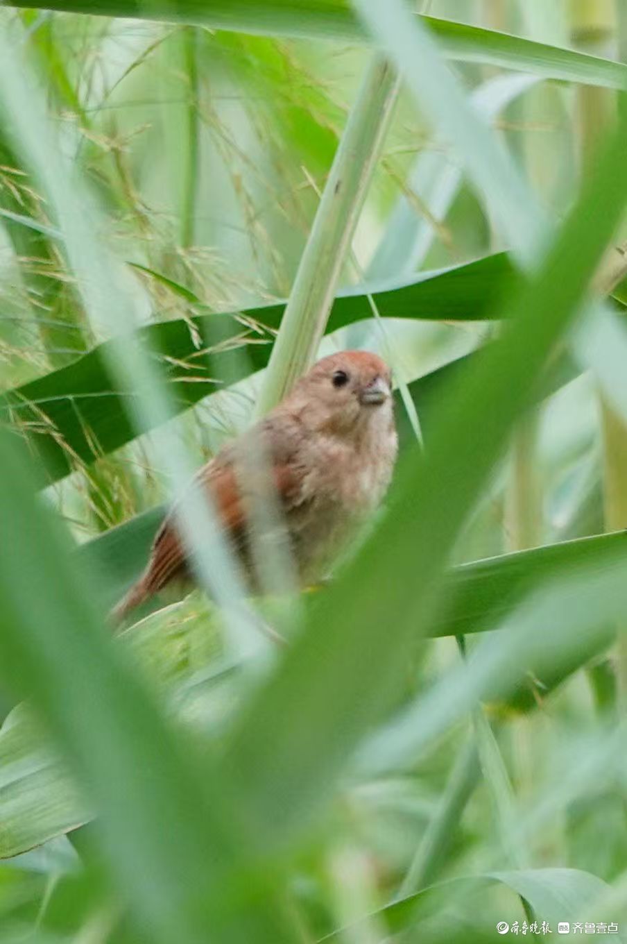 行摄华山——棕头鸦雀
