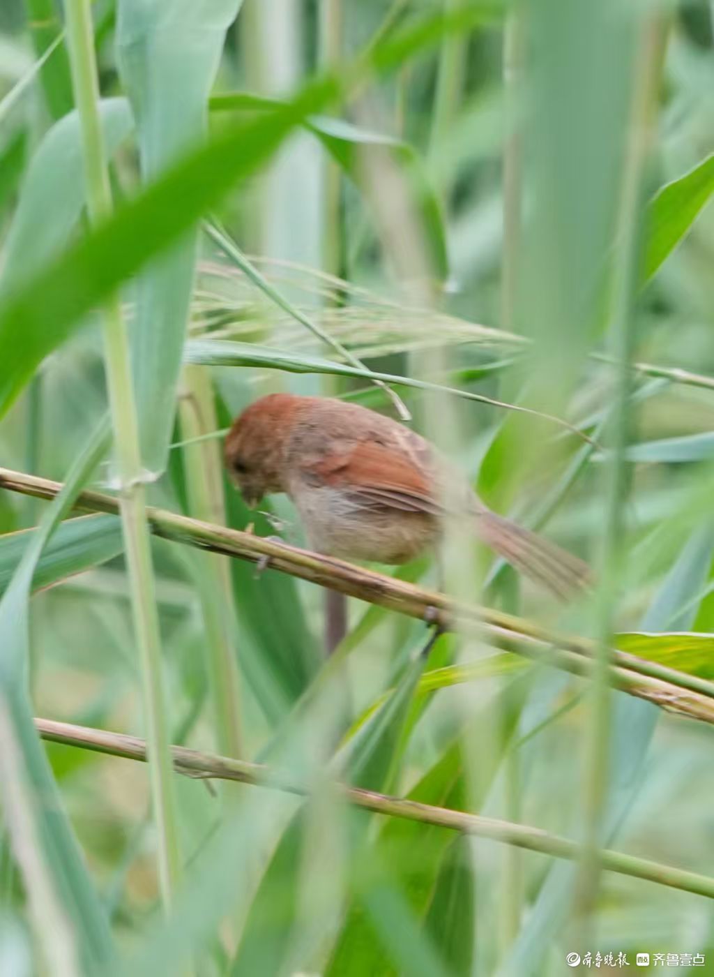 行摄华山——棕头鸦雀