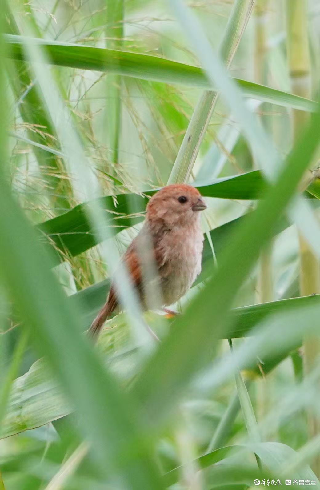 行摄华山——棕头鸦雀