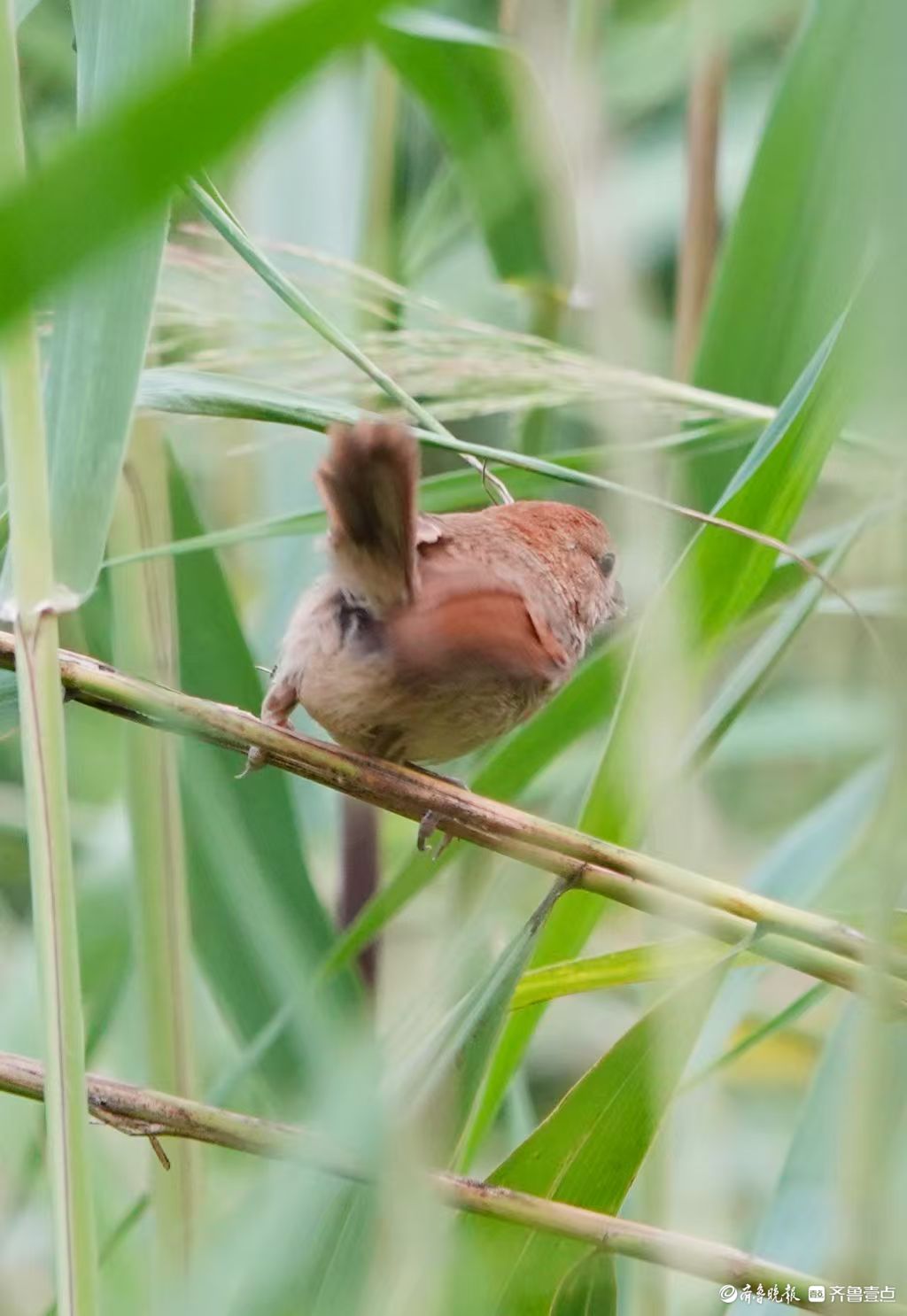 行摄华山——棕头鸦雀