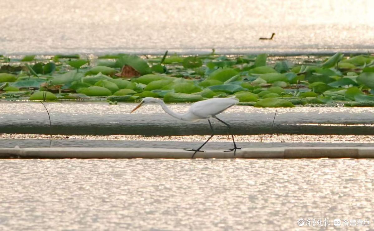 行摄华山——夕阳下的黄嘴白鹭