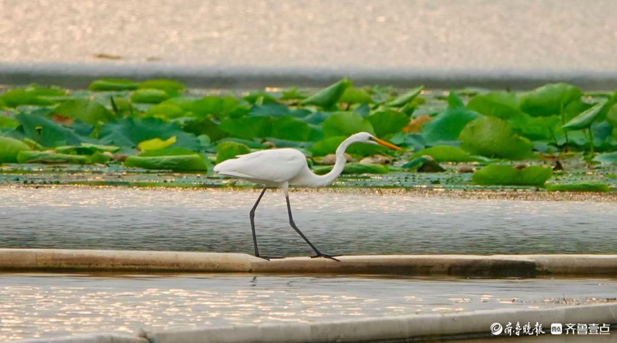 行摄华山——夕阳下的黄嘴白鹭
