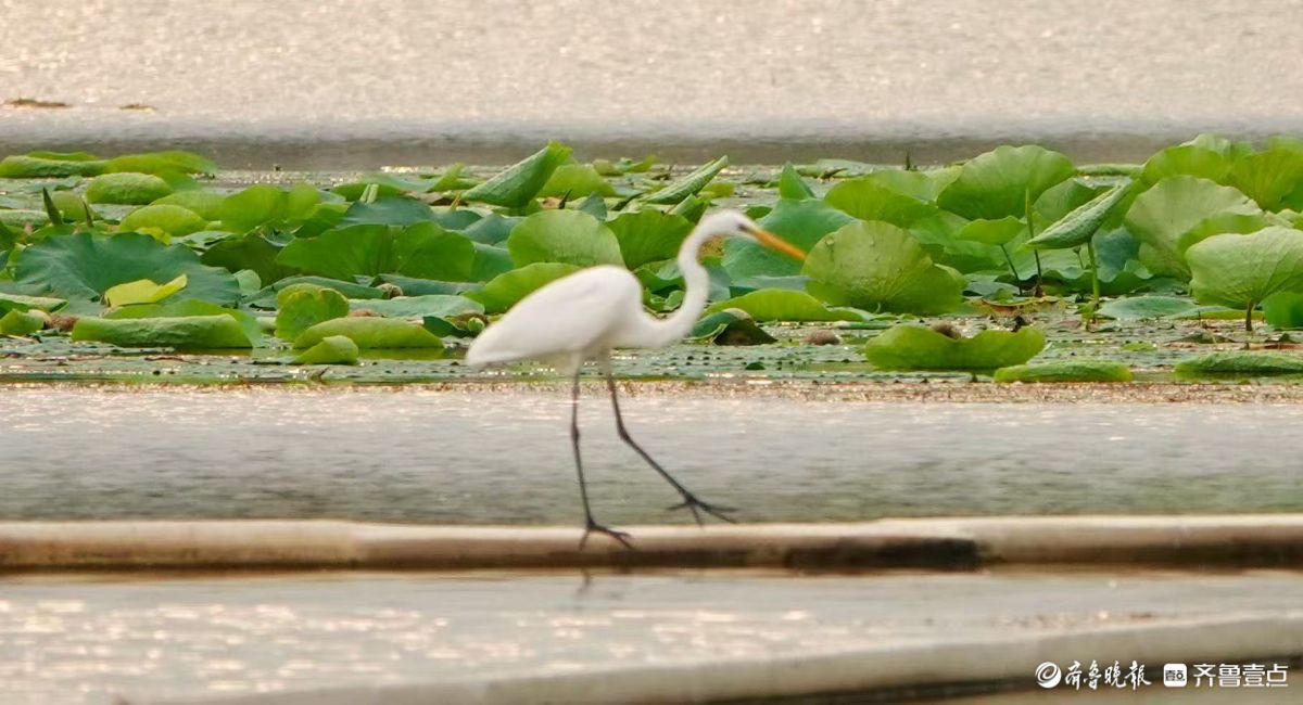 行摄华山——夕阳下的黄嘴白鹭