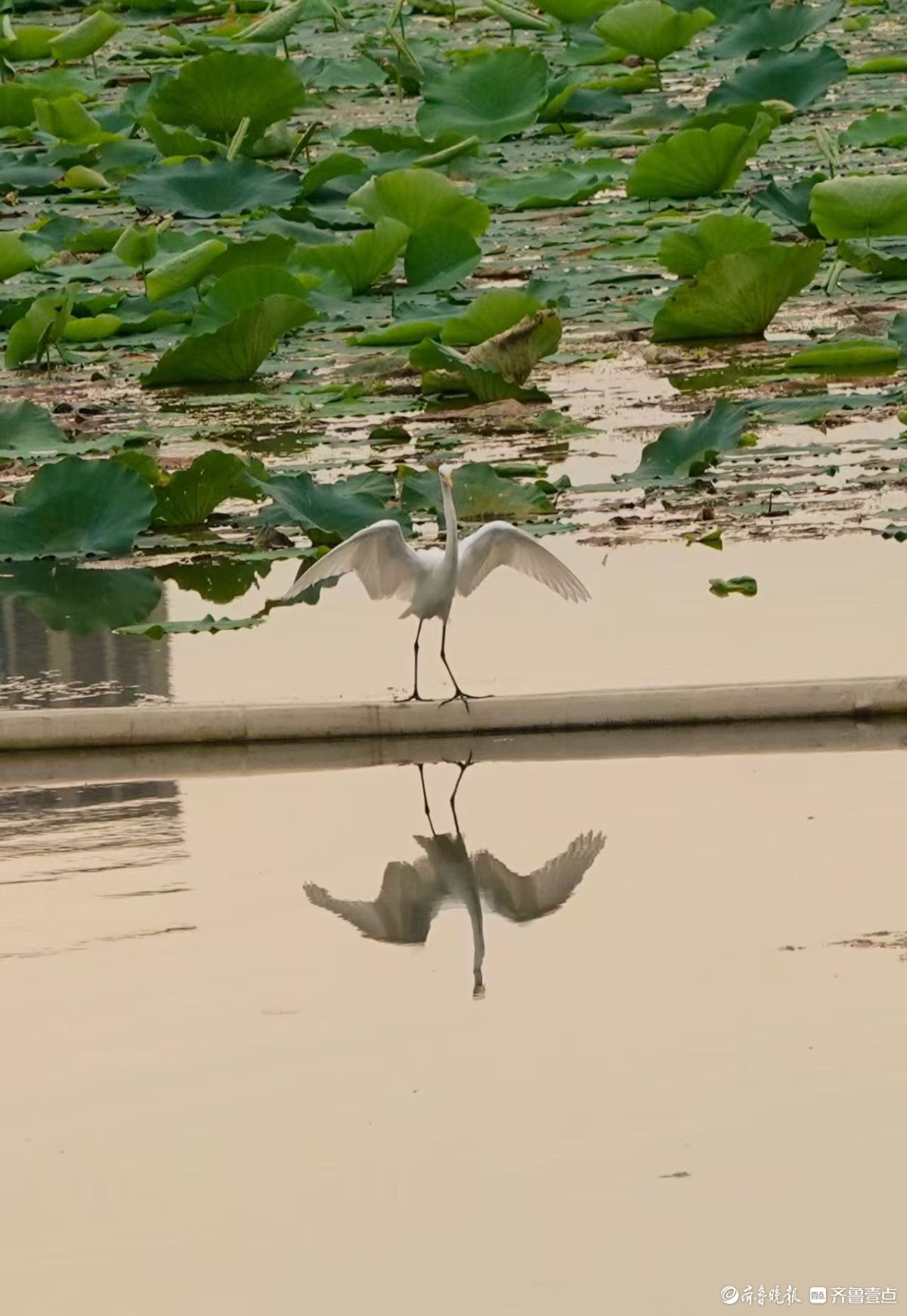 行摄华山——夕阳下的黄嘴白鹭
