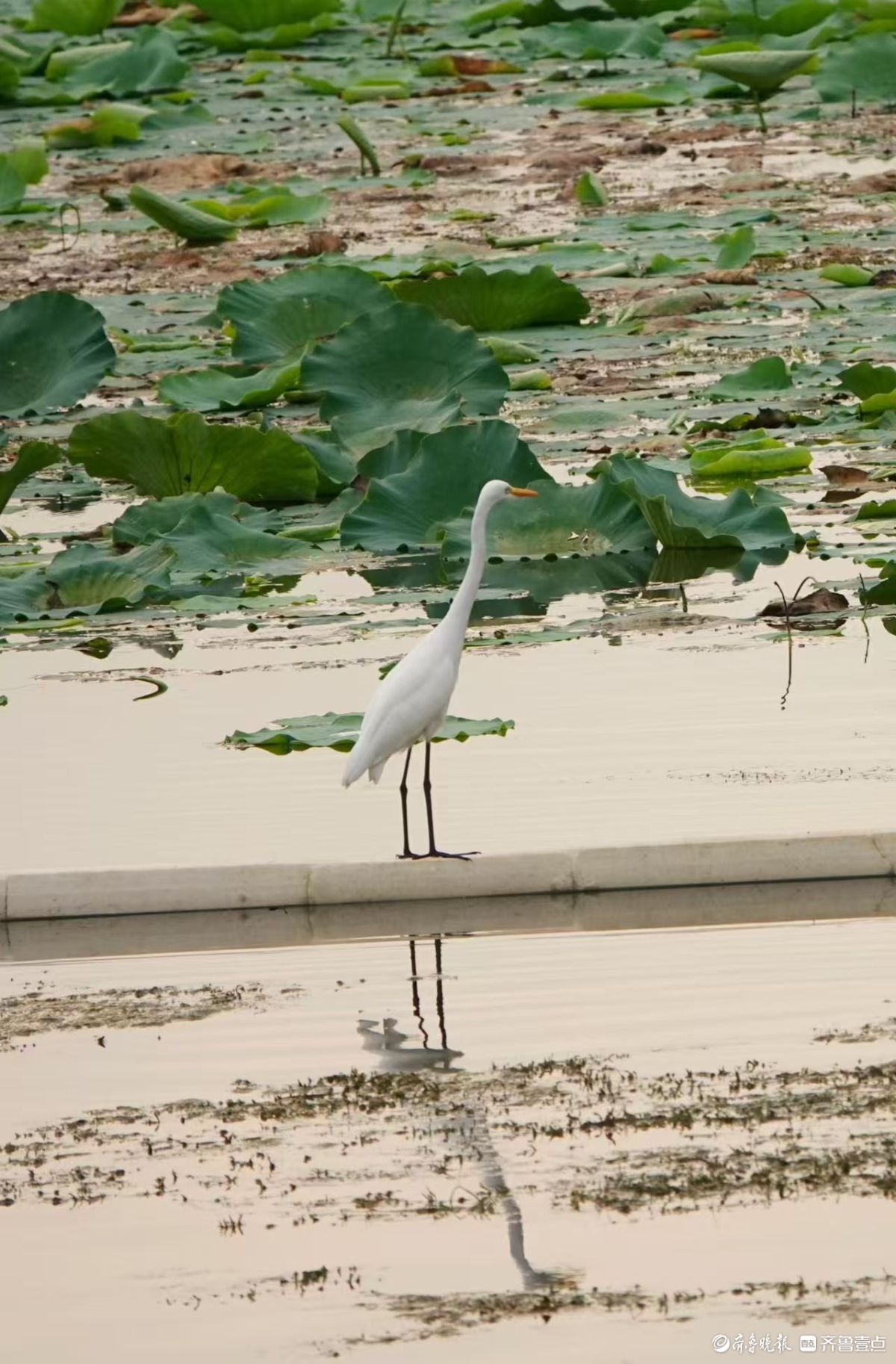 行摄华山——夕阳下的黄嘴白鹭