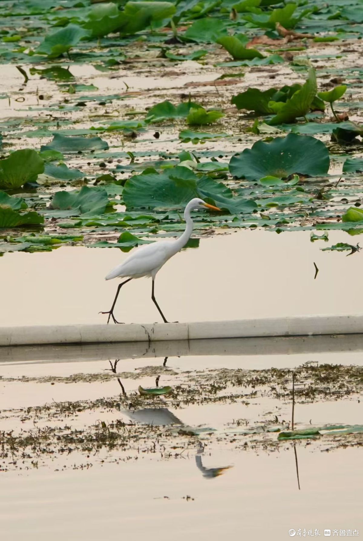行摄华山——夕阳下的黄嘴白鹭
