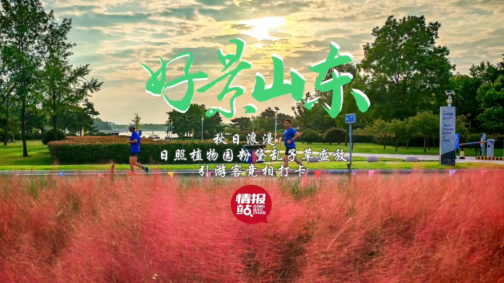果然视频·好景山东|秋日浪漫！日照植物园粉黛乱子草梦幻绽放