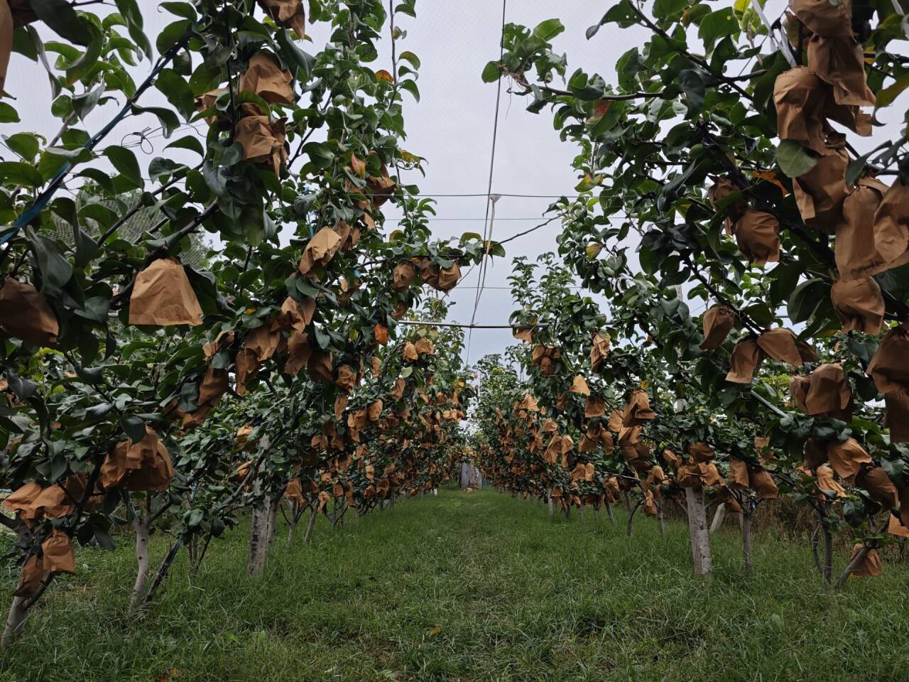 金秋新丰收|一个驻村书记的丰收期盼，给万斤蜜梨找销路