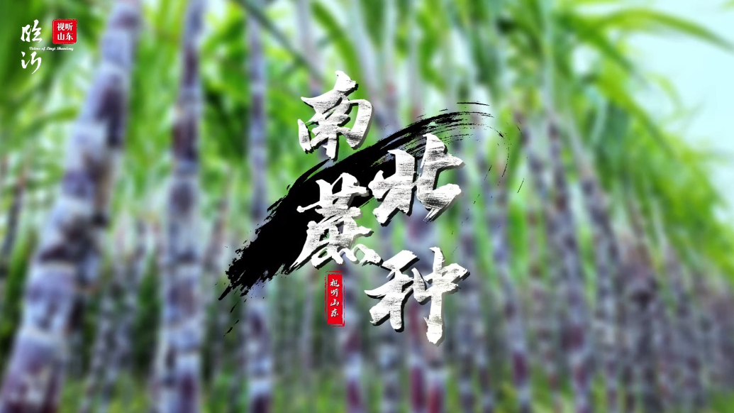 视听山东·平邑｜“南蔗北种”，创出致富新路径