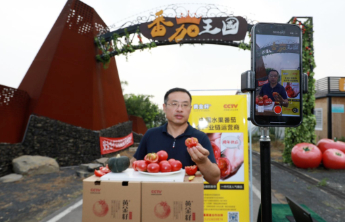 金秋新丰收|“老”码农转新农人，西红柿线上年销1.2亿元