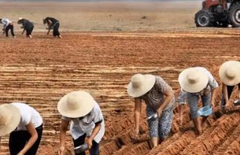 中国农民丰收节：欢庆丰收，共享美好