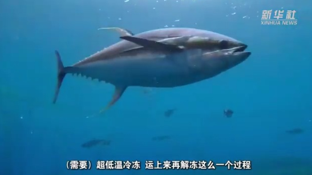 科技创新让深海美味触手可及，国产百斤级黄鳍金枪鱼“游向”百姓餐桌