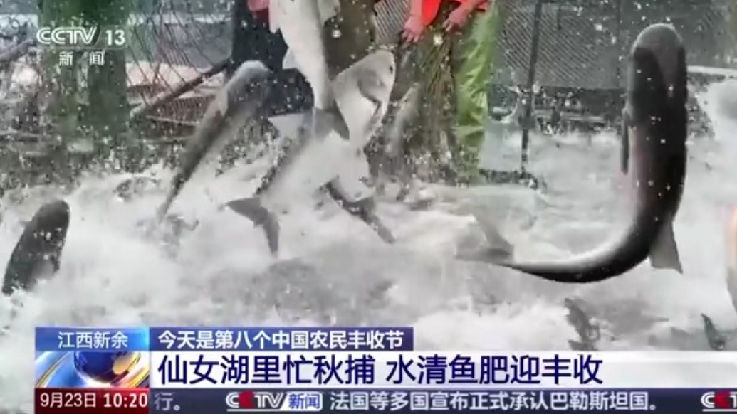 上万条鱼儿在湖面翻腾跳跃，仙女湖秋捕喜逢丰收节