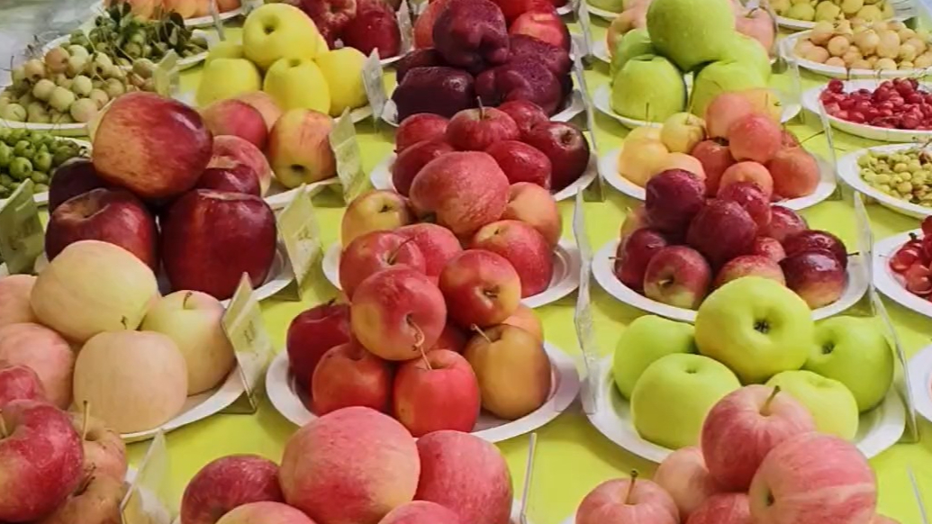 果然视频｜长见识！丰收节活动现场，近三百种苹果和梨“开大会”