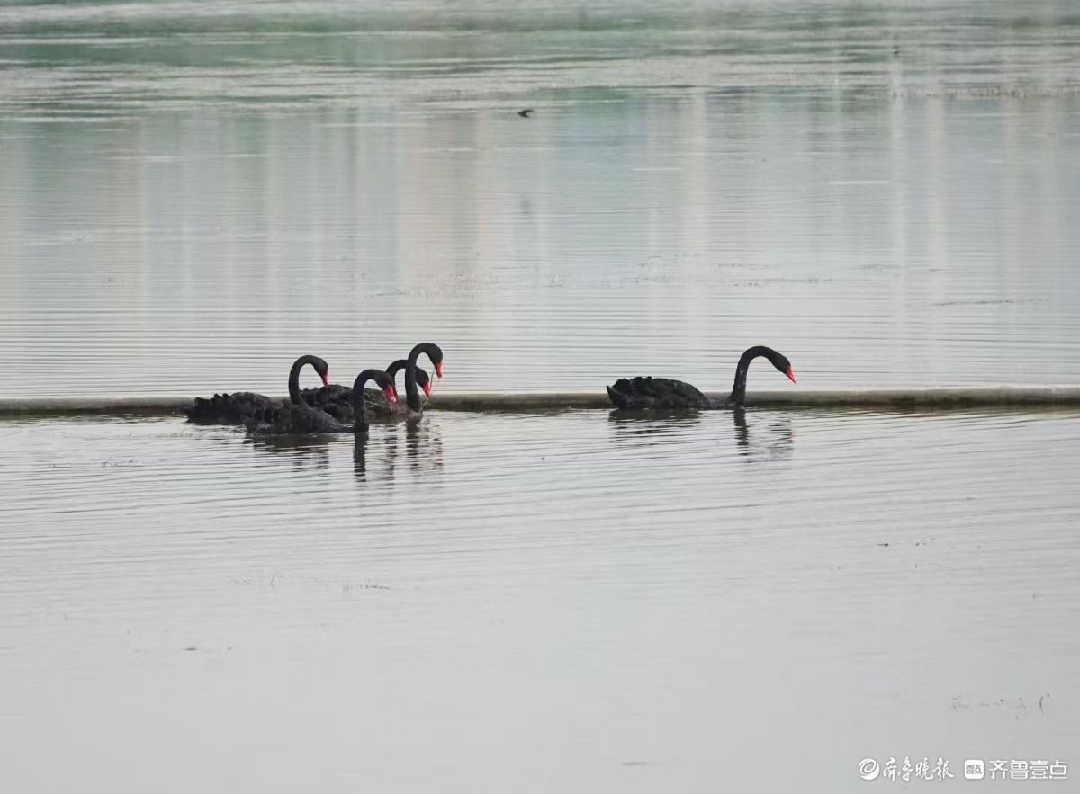  行摄华山——湖中飞来黑天鹅