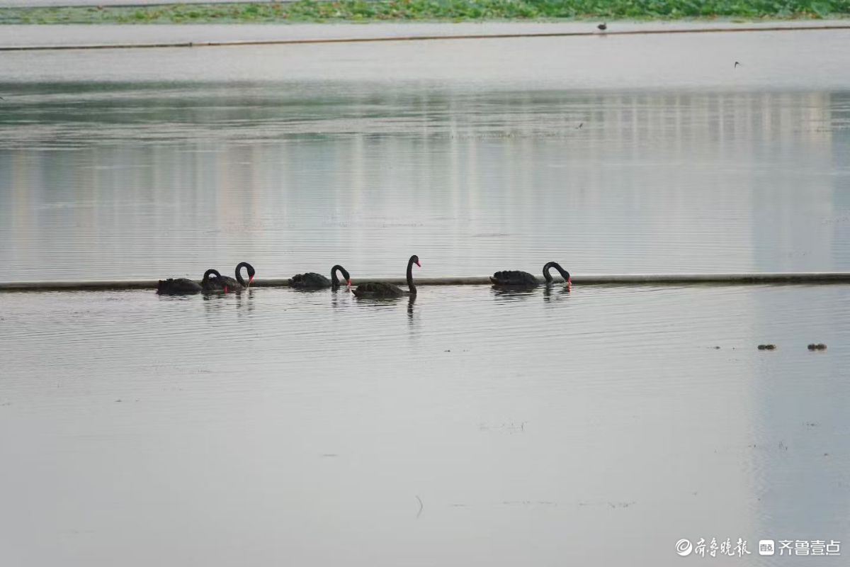  行摄华山——湖中飞来黑天鹅