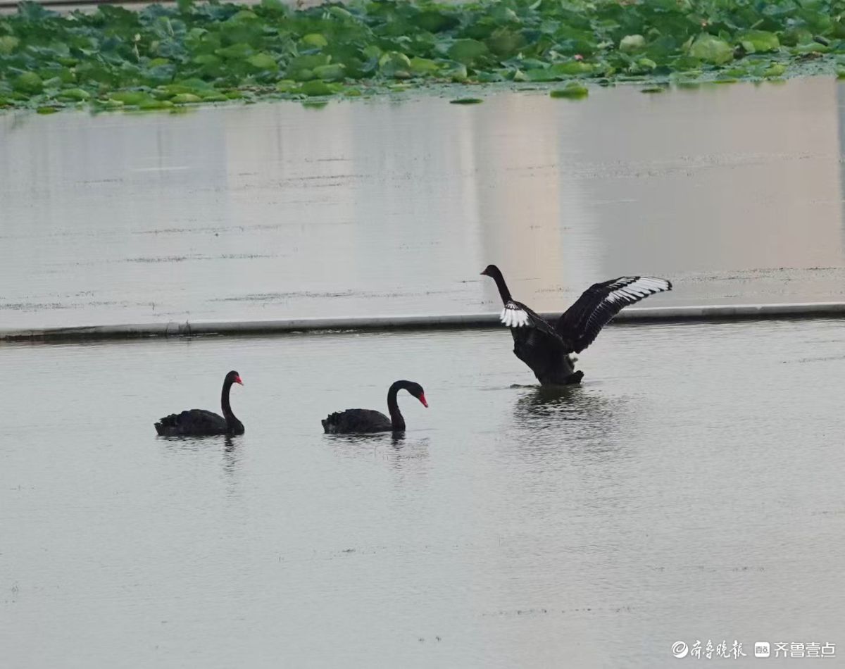  行摄华山——湖中飞来黑天鹅