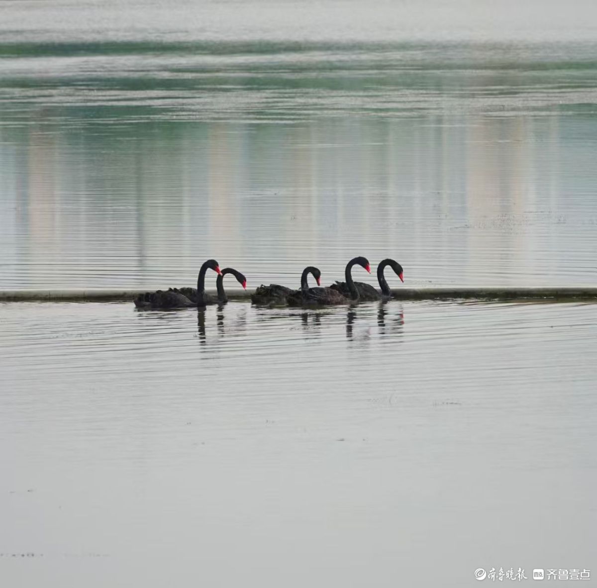  行摄华山——湖中飞来黑天鹅