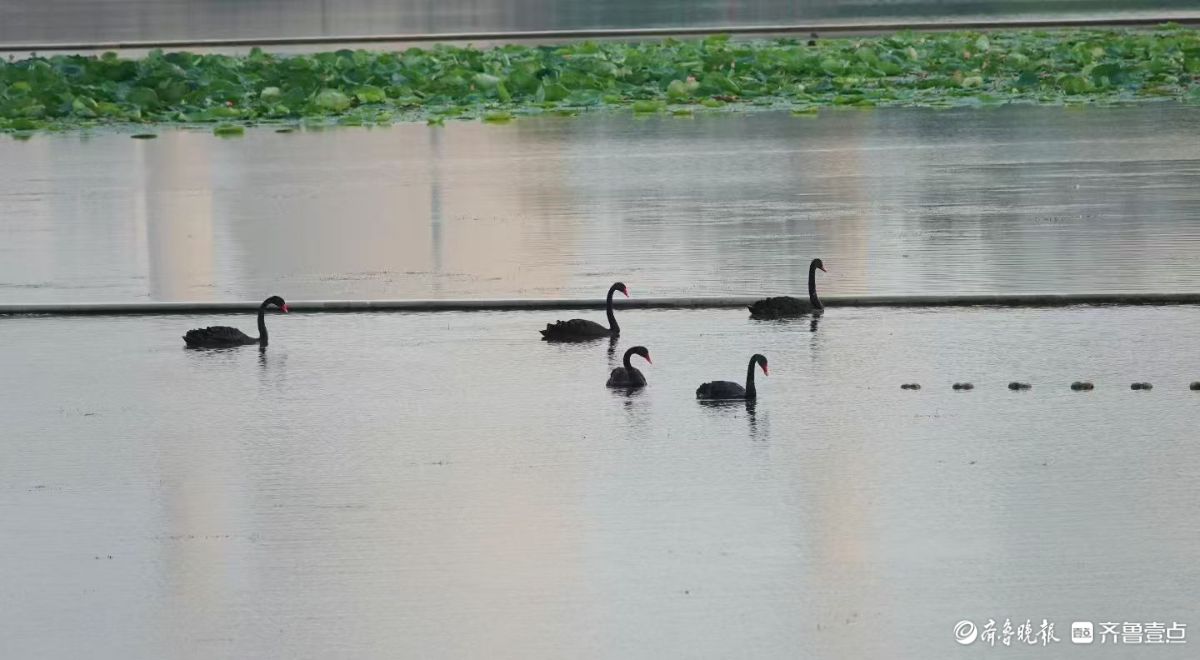  行摄华山——湖中飞来黑天鹅