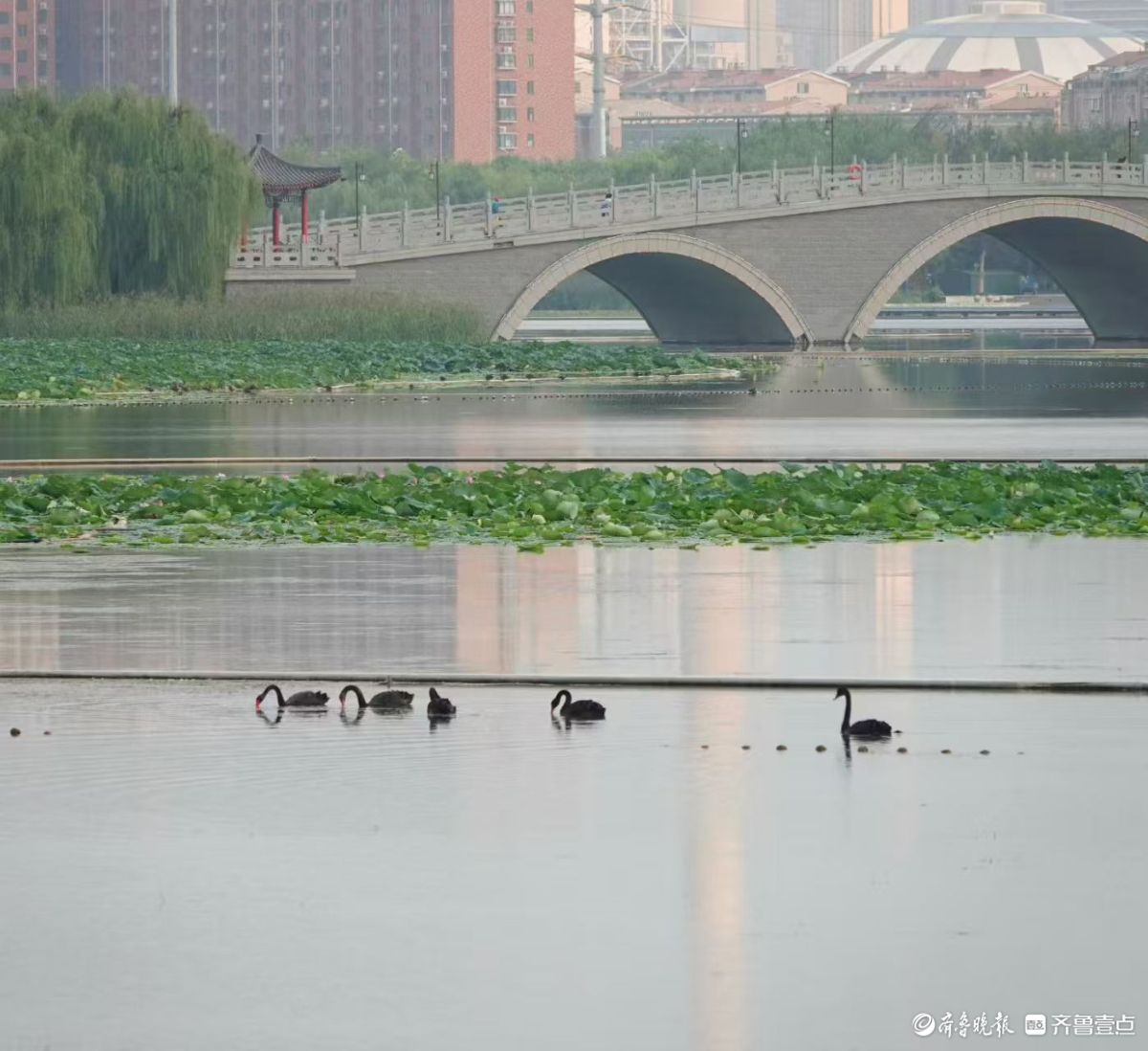  行摄华山——湖中飞来黑天鹅